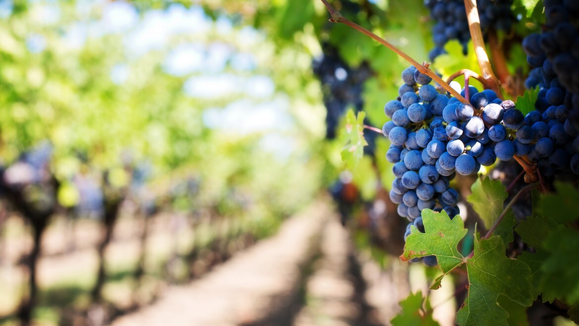 Rent a scooter at Santorini airport and visit the best wineries