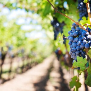 Rent a scooter at Santorini airport and visit the best wineries