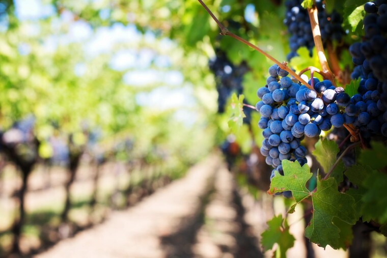 Rent a scooter at Santorini airport and visit the best wineries